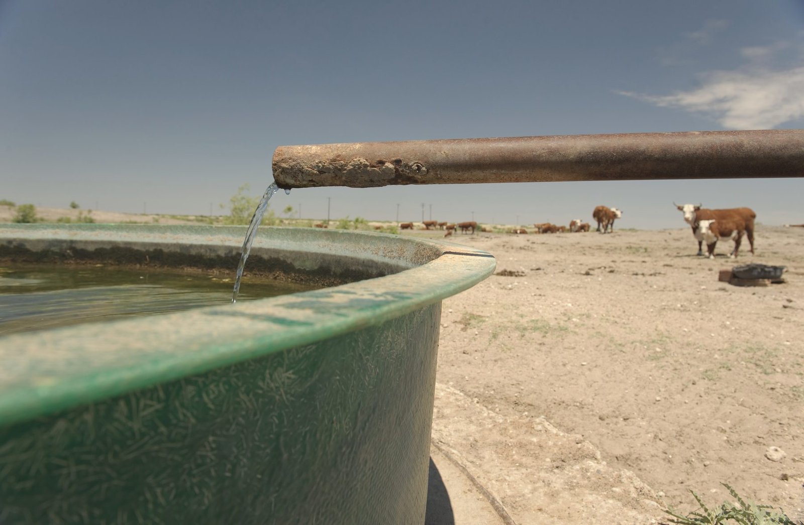 Water running from a steel pipe into a stock tank while Hereford cattle wait on bare ground